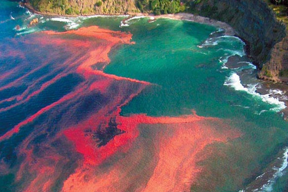 Velké množství kvetoucích řas zbarvuje příliv v jižním Pacifiku do červena.